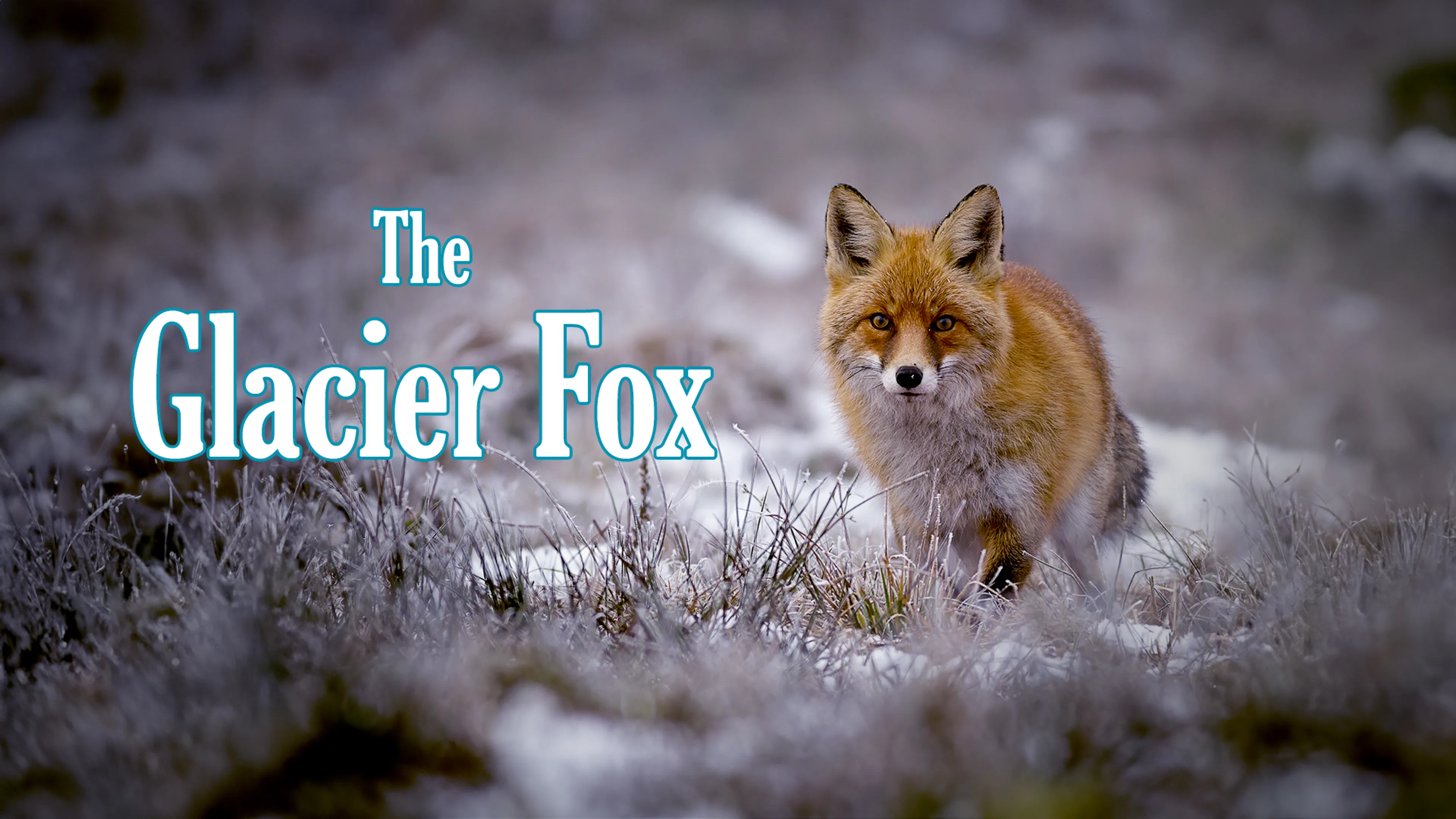 The Glacier Fox poster